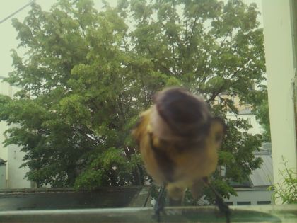 bird_20260519_152127_831_burst7_motion2605_conf0.69_bestbird_spcyanistes_caeruleus_spconf1.00.jpg