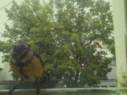 bird_20260519_152154_269_burst2_motion1885_conf1.00_bestbird_spcyanistes_caeruleus_spconf0.48.jpg