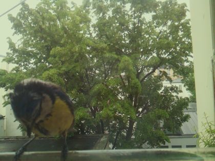 bird_20260519_152207_013_burst4_motion1885_conf0.97_bestbird_spsturnus_vulgaris_spconf0.27.jpg