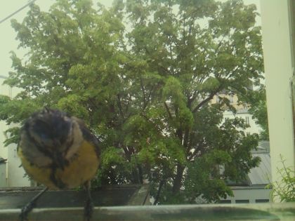 bird_20260519_152213_484_burst5_motion1885_conf0.95_bestbird_sperithacus_rubecula_spconf0.26.jpg