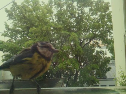 bird_20260519_152226_205_burst7_motion1885_conf1.00_bestbird_spturdus_merula_spconf0.28.jpg