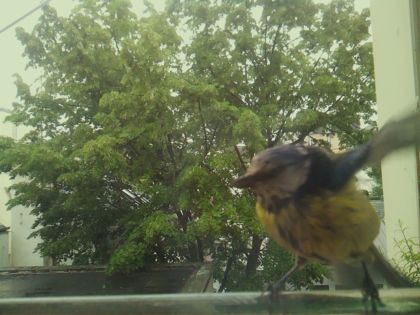 bird_20260519_152350_752_burst1_motion7369_conf0.92_bestcat_spturdus_merula_spconf0.26.jpg