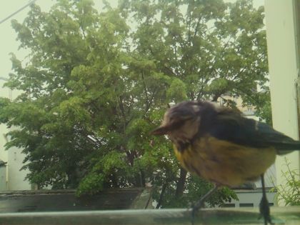 bird_20260519_152356_878_burst2_motion7369_conf1.00_bestbird_spcyanistes_caeruleus_spconf1.00.jpg