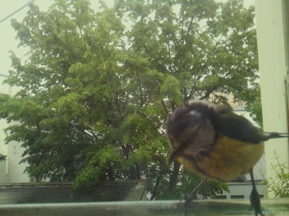 bird_20260519_152403_103_burst3_motion7369_conf0.96_bestbird_spcyanistes_caeruleus_spconf1.00.jpg