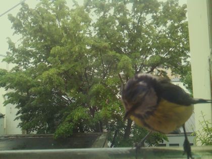 bird_20260519_152409_427_burst4_motion7369_conf0.91_bestbird_spcyanistes_caeruleus_spconf1.00.jpg
