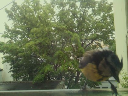 bird_20260519_152422_094_burst6_motion7369_conf0.91_bestbird_spcyanistes_caeruleus_spconf1.00.jpg