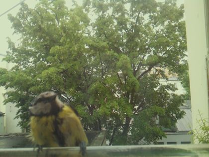 bird_20260519_152545_922_burst1_motion1640_conf0.97_bestbird_spcyanistes_caeruleus_spconf0.29.jpg