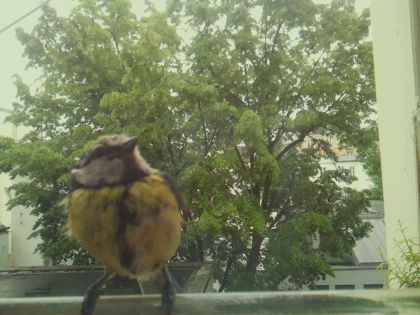 bird_20260519_152551_825_burst2_motion1640_conf0.96_bestbird_spcorvus_corone_spconf0.22.jpg