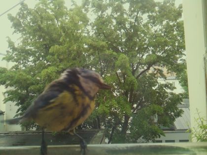 bird_20260519_152557_856_burst3_motion1640_conf0.99_bestbird_spspinus_spinus_spconf0.17.jpg