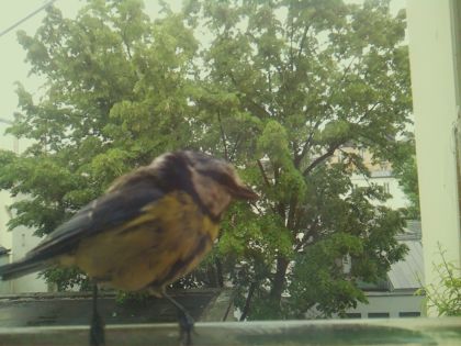 bird_20260519_152604_031_burst4_motion1640_conf1.00_bestbird_spcyanistes_caeruleus_spconf1.00.jpg