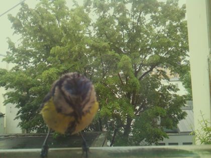 bird_20260519_152610_278_burst5_motion1640_conf0.94_bestbird_spcyanistes_caeruleus_spconf1.00.jpg