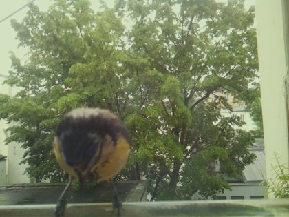 bird_20260519_152616_590_burst6_motion1640_conf0.93_bestbird_spsturnus_vulgaris_spconf0.46.jpg