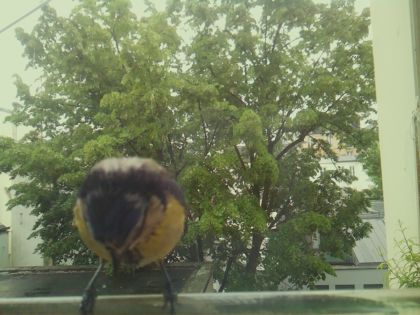bird_20260519_152622_886_burst7_motion1640_conf0.96_bestbird_spsturnus_vulgaris_spconf0.24.jpg
