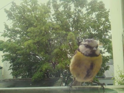bird_20260519_152752_780_burst4_motion1486_conf0.92_bestbird_spcyanistes_caeruleus_spconf0.48.jpg