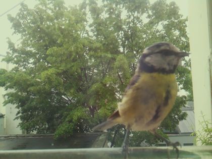 bird_20260519_152759_212_burst5_motion1486_conf1.00_bestbird_spcyanistes_caeruleus_spconf0.25.jpg