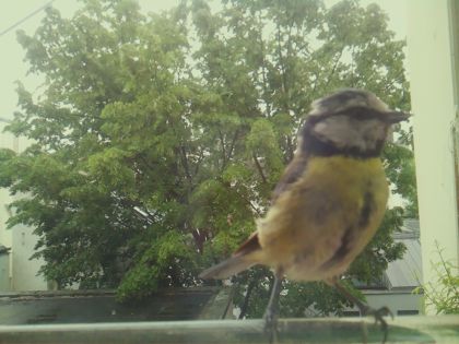 bird_20260519_152805_684_burst6_motion1486_conf0.99_bestbird_spcyanistes_caeruleus_spconf0.27.jpg
