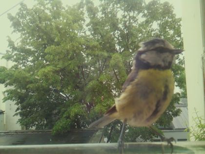 bird_20260519_152812_229_burst7_motion1486_conf0.99_bestbird_spcyanistes_caeruleus_spconf0.25.jpg