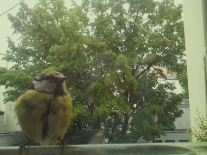 bird_20260519_153735_066_burst2_motion1699_conf0.99_bestbird_spcyanistes_caeruleus_spconf1.00.jpg