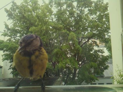 bird_20260519_153741_039_burst3_motion1699_conf0.91_bestbird_sperithacus_rubecula_spconf0.16.jpg