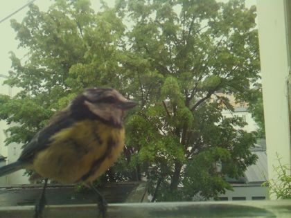 bird_20260519_153747_033_burst4_motion1699_conf0.98_bestbird_spcyanistes_caeruleus_spconf0.17.jpg