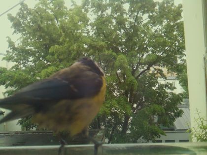 bird_20260519_153759_367_burst6_motion1699_conf1.00_bestbird_sppyrrhula_pyrrhula_spconf0.32.jpg