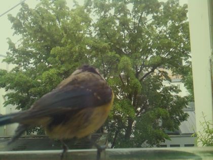 bird_20260519_153805_571_burst7_motion1699_conf1.00_bestbird_sperithacus_rubecula_spconf0.46.jpg
