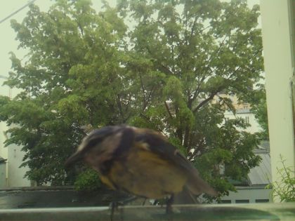 bird_20260519_153937_718_burst1_motion4517_conf1.00_bestbird_spsitta_europaea_spconf0.26.jpg