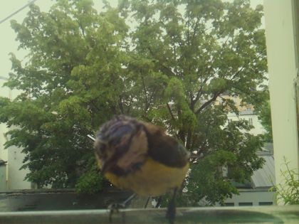 bird_20260519_153955_739_burst4_motion4517_conf1.00_bestbird_spcyanistes_caeruleus_spconf1.00.jpg