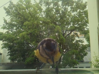 bird_20260519_154002_112_burst5_motion4517_conf1.00_bestbird_spcyanistes_caeruleus_spconf1.00.jpg