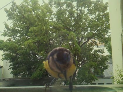 bird_20260519_154008_440_burst6_motion4517_conf1.00_bestbird_spcyanistes_caeruleus_spconf1.00.jpg
