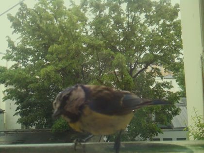 bird_20260519_154014_731_burst7_motion4517_conf0.99_bestbird_spcyanistes_caeruleus_spconf1.00.jpg