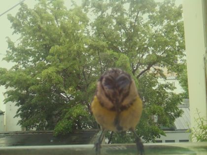 bird_20260519_154148_352_burst1_motion2643_conf0.97_bestbird_spcyanistes_caeruleus_spconf1.00.jpg