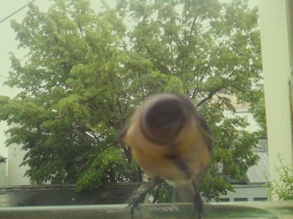 bird_20260519_154200_568_burst3_motion2643_conf0.59_bestbird_spcyanistes_caeruleus_spconf1.00.jpg
