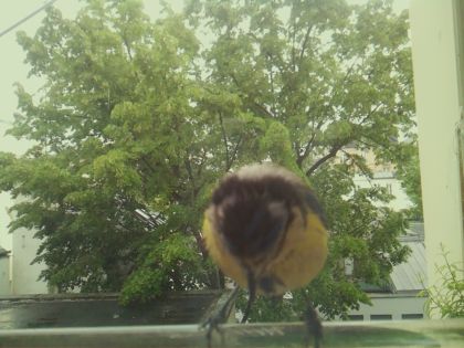 bird_20260519_154213_158_burst5_motion2643_conf0.86_bestbird_spsturnus_vulgaris_spconf0.19.jpg