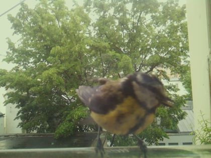 bird_20260519_154219_558_burst6_motion2643_conf1.00_bestbird_spgarrulus_glandarius_spconf0.14.jpg