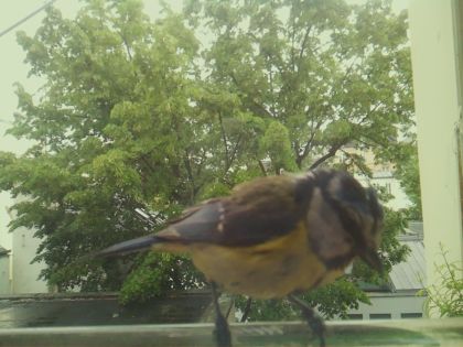 bird_20260519_154225_900_burst7_motion2643_conf1.00_bestbird_spgarrulus_glandarius_spconf0.14.jpg