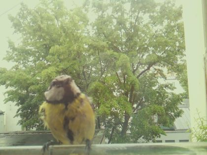bird_20260519_154413_064_burst1_motion1279_conf0.99_bestbird_spcyanistes_caeruleus_spconf1.00.jpg