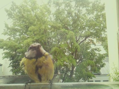 bird_20260519_154419_012_burst2_motion1279_conf0.99_bestbird_spcyanistes_caeruleus_spconf1.00.jpg