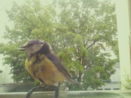 bird_20260519_154425_025_burst3_motion1279_conf1.00_bestbird_spcorvus_corone_spconf0.17.jpg