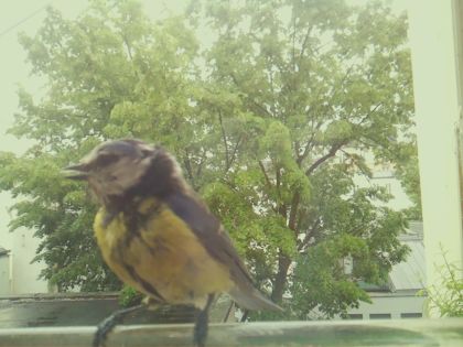 bird_20260519_154431_308_burst4_motion1279_conf0.53_bestbird_spcyanistes_caeruleus_spconf0.19.jpg