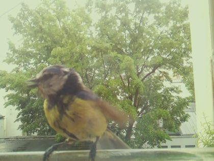 bird_20260519_154437_536_burst5_motion1279_conf0.99_bestbird_spcyanistes_caeruleus_spconf0.15.jpg