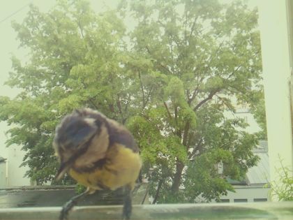 bird_20260519_154443_730_burst6_motion1279_conf0.95_bestbird_spsitta_europaea_spconf0.18.jpg