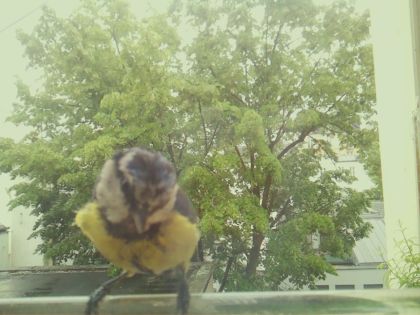 bird_20260519_154450_073_burst7_motion1279_conf0.00_bestnone_spcyanistes_caeruleus_spconf1.00.jpg