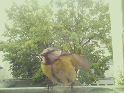 bird_20260519_154822_072_burst1_motion2817_conf1.00_bestbird_spcyanistes_caeruleus_spconf1.00.jpg