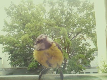 bird_20260519_154827_868_burst2_motion2817_conf1.00_bestbird_spgarrulus_glandarius_spconf0.25.jpg