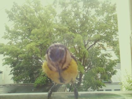 bird_20260519_154833_878_burst3_motion2817_conf1.00_bestbird_sperithacus_rubecula_spconf0.27.jpg