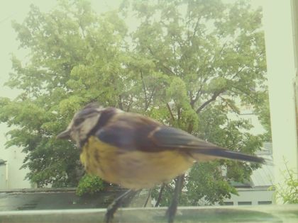 bird_20260519_154852_567_burst6_motion2817_conf1.00_bestbird_spcyanistes_caeruleus_spconf1.00.jpg