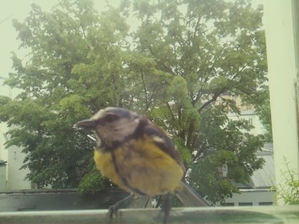 bird_20260519_160752_257_burst2_motion1644_conf1.00_bestbird_spcyanistes_caeruleus_spconf1.00.jpg