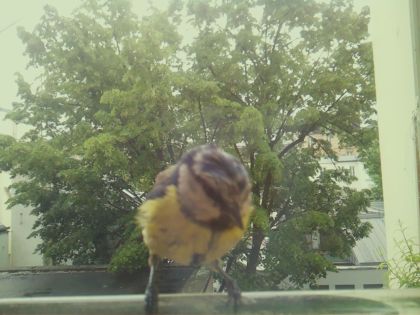 bird_20260519_160758_283_burst3_motion1644_conf0.37_bestdog_spcyanistes_caeruleus_spconf1.00.jpg