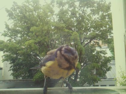 bird_20260519_160804_493_burst4_motion1644_conf1.00_bestbird_spcyanistes_caeruleus_spconf1.00.jpg